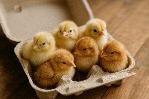 chicks
