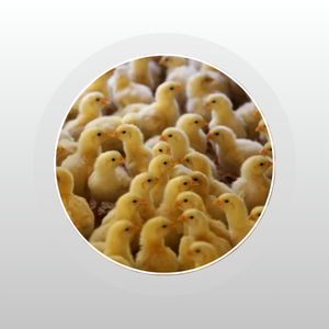 ব্রাউন লেয়ার বাচ্চা (ছোট)