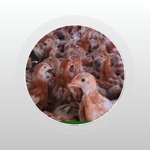 ব্রাউন লেয়ার বাচ্চা (বড়)
